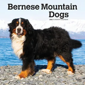 Bernese Mountain Dogs Wall 2025 Calendar