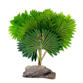 Mini Fan Palm